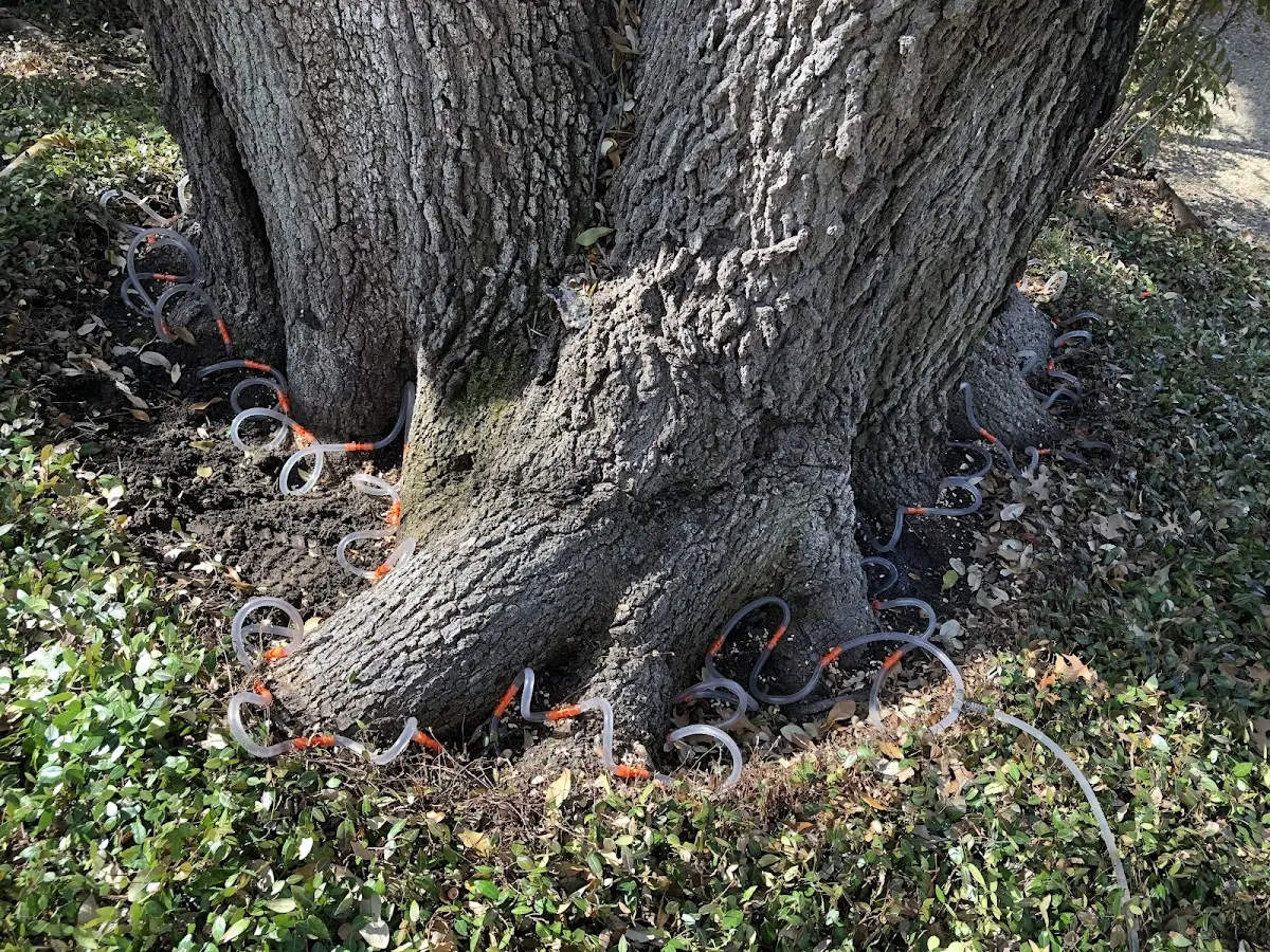 Detailed Tree Cabling and Bracing job site in Eastabuchie