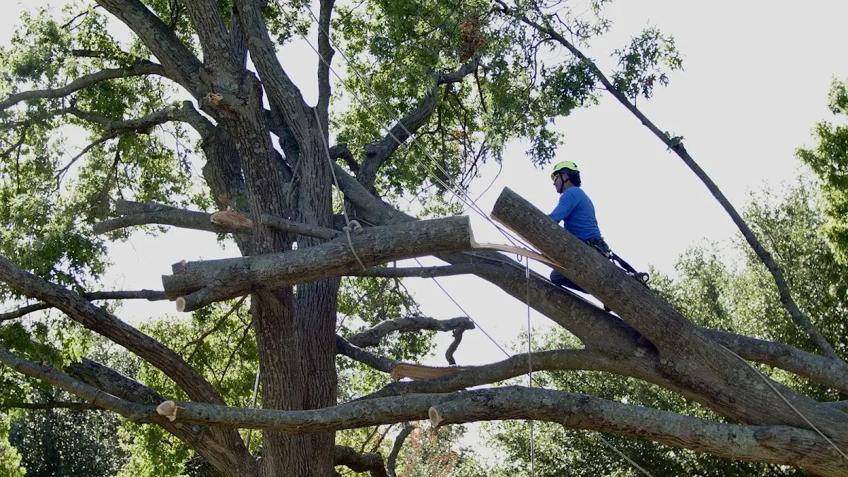 Professional Crown Thinning performed by certified arborists in Eastabuchie