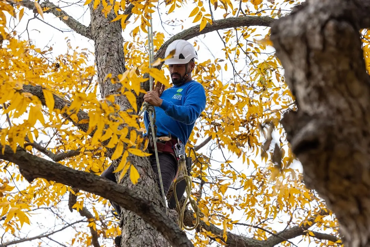 Skilled Storm Damage Cleanup crew working in Eastabuchie